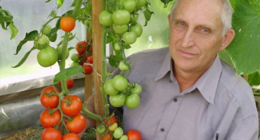 Popis jedinečné odrůdy rajčat kulchitskiy, vlastnosti pěstování a péče